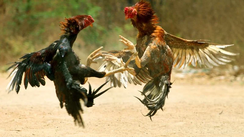 Kỹ thuật huấn luyện gà đá gà tre hiệu quả